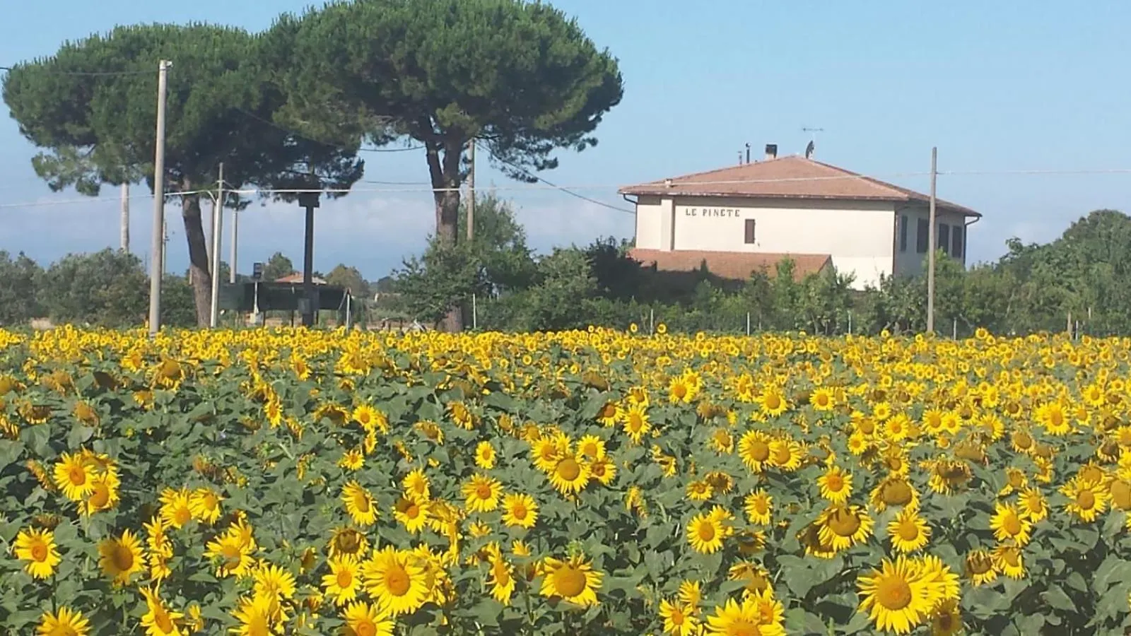 Bilocale Agriturismo Le Pinete A ريوتورتو شقة